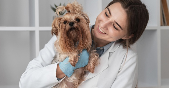 Vantagens da castração laparoscópica de cães e gatos